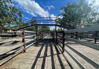 Livestock Listing - Gooch Agencies Gloucester Store Sale – 500 Head Cattle