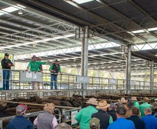 Livestock Listing - Yea Saleyard Complex Store Cattle Sale