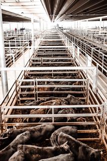 Livestock Listing - Tamworth Livestock Agents 3,000 Head Store Cattle Sale