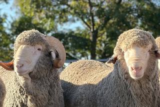 Livestock Listing - Overland’s Inaugural On-Property Ram Auction