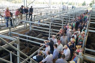 Livestock Listing - CVLX Ballarat Monthly Store Cattle Sale – 3,500 Head Cattle