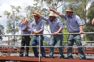 Livestock Listing - Bowe & Lidbury Maitland Store Sale – 600 Head Cattle