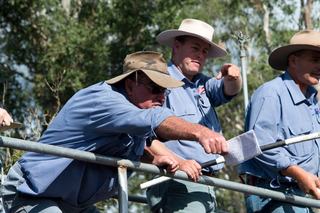 Livestock Listing - Gooch Agencies Gloucester Bull & Female Sale – 300 Head Cattle