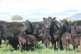 Livestock Listing - Elders Tamworth 5th Annual 3R Angus Commercial Sale 1,000hd Angus Cattle