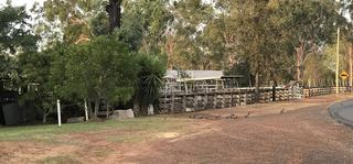 Livestock Listing - Eidsvold Livestock & Property Prime & Store Sale