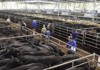 Livestock Listing - Nutrien Yea Monthly Store Sale – 1,500 Head Cattle