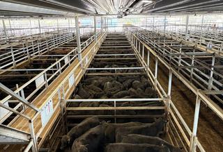 Livestock Listing - CTLX Carcoar Store Sale – 525+ Head Cattle (Steers & Heifers)