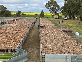 Livestock Listing - Mid North Feature Ewe Sale