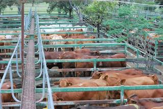 Livestock Listing - Moreton Saleyards 33rd Annual Beef Show & Sale