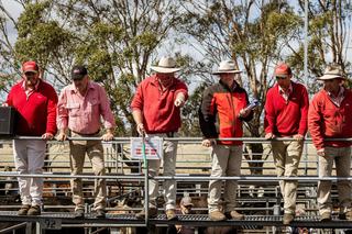 Livestock Listing - Elders AuctionsPlus Tas Cattle Sale – 240 Poll Hereford Steers & Heifers