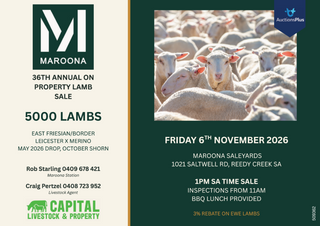 Livestock Listing - Maroona 36th Annual On Property Lamb Sale – 5,000 Head
