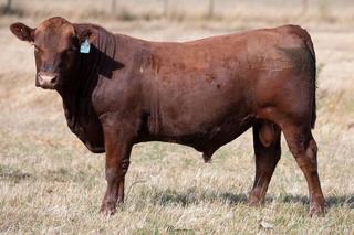 First-time buyer snaps up one of three top-priced bulls at Paringa sale