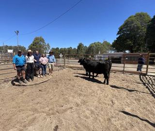 A stud relocation sees many buyer opportunities at herd reduction sale