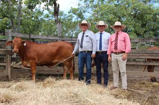 Top heifer sets new sale record at 2026 Droughtmaster national female sale