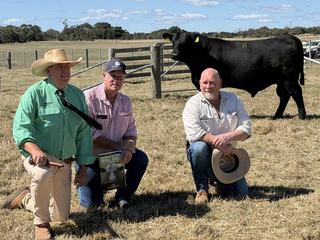 Quarterway's $15,000 top-priced bull 'ticked all the boxes' for buyer