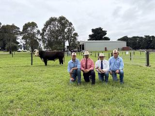 High country families lead Mawarra Genetics sale with over 100 bulls offered