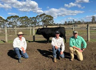 Young studs achieve huge top price and full clearance at Tasmanian sale