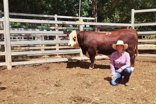 Floods fail to dampen strong prices at Black Stump bull sale at Blackall