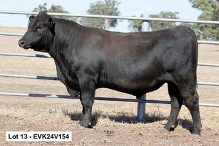 Landfall Mainland Q494 sons highlight improved Fernhill Angus Bull Sale result
