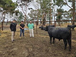 Good results in first combined bull sale between two southern studs