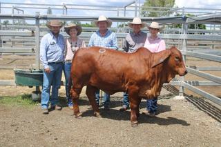 Stockman Red Brahmans dominates Rocky All Stars with trifecta of top prices