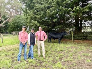 New Dunoon bloodline pays off for Bowman Angus at on-property sale