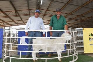 St George Amani Dorper sale proves solid under tough seasonal conditions