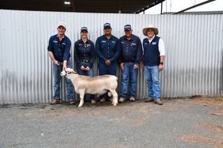 Top studs invest in Burrawang, with Jack in the Box sons driving competition