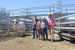 New stud gets top heifer, seven lots at 2026 Silverdale Brahman female sale