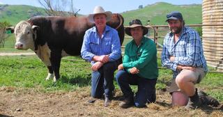 Tarcombe Hereford bull with 'stacked' pedigree flies all the way to $23,000