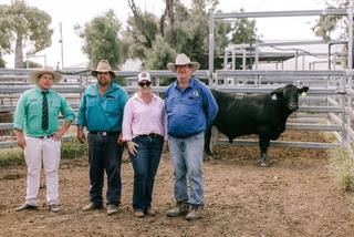 Clearance tightens as the 2026 Wallangra Angus Sale eases on 2025 highs