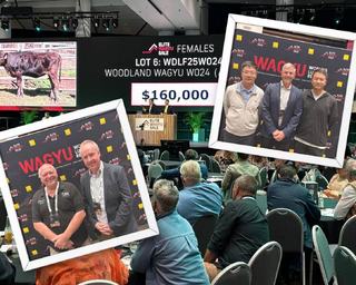 More punch: heifer bidding tops at $160,000 during elite Wagyu sale