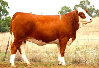 Dust didn't deter buyers at Daraabah Simmental 'Diamonds in the Dust' sale