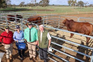 Latest charity bull continues stud's long-standing Telethon fundraising effort