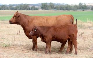 Goonoo Red Angus Red Reflections sale brings breed together in tough season