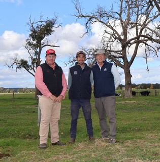 Quality genetics draw strong buyer support to winter bull sale at Dardanup