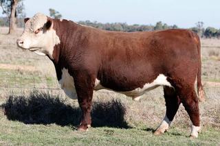 Rayleigh Poll Hereford swansong sale highlighted by generational client support