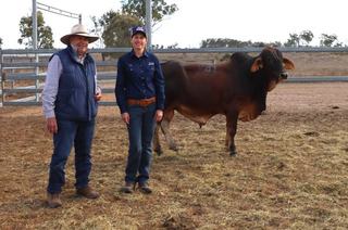 Bulls sell across three states at Collins family's ALC Brahmans sale
