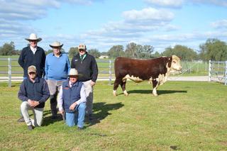 'Presence and style' attracts surprise top bid at Kidman Poll Hereford auction