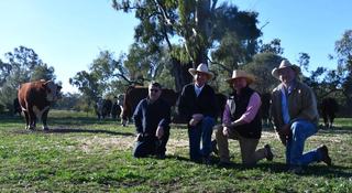 Merawah Poll Herefords celebrates a century with strong support at annual sale