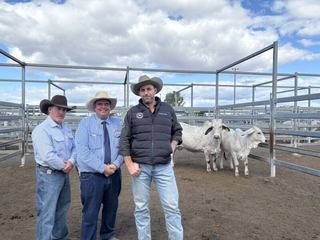Three-in-one packages drive bidding at Elrose Brahman sale day one