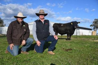 Strong demand for structure, carcase and muscle at Bowen, Peake stud auction