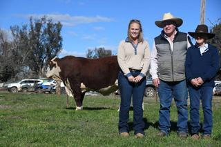 Local buyers active at Tycolah bull sale, seeking volume and muscle traits