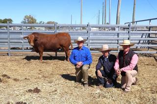 Million-dollar sale just one of the highlights for Glenlea Charolais at Winton