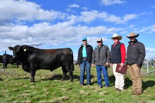 Queensland, Victorian and local buyers chase key traits at DSK bull sale