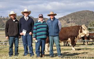 Buyer pays top dollar for 'four fence-lengths' Lotus Hereford bull