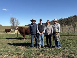 Amos-Vale Herefords proves commercial relevance as repeat buyers and new faces bid up