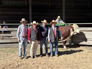 Sire's grandmother inspires interstate stud raid at 81st Glen Innes Hereford sale