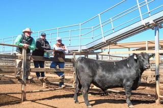 Bidding opened strong and stayed hot at 2026 Lawsons Angus Sale in Roma