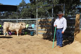 Top price blown away at Kilkenny Charolais bull sale at Woolooga
